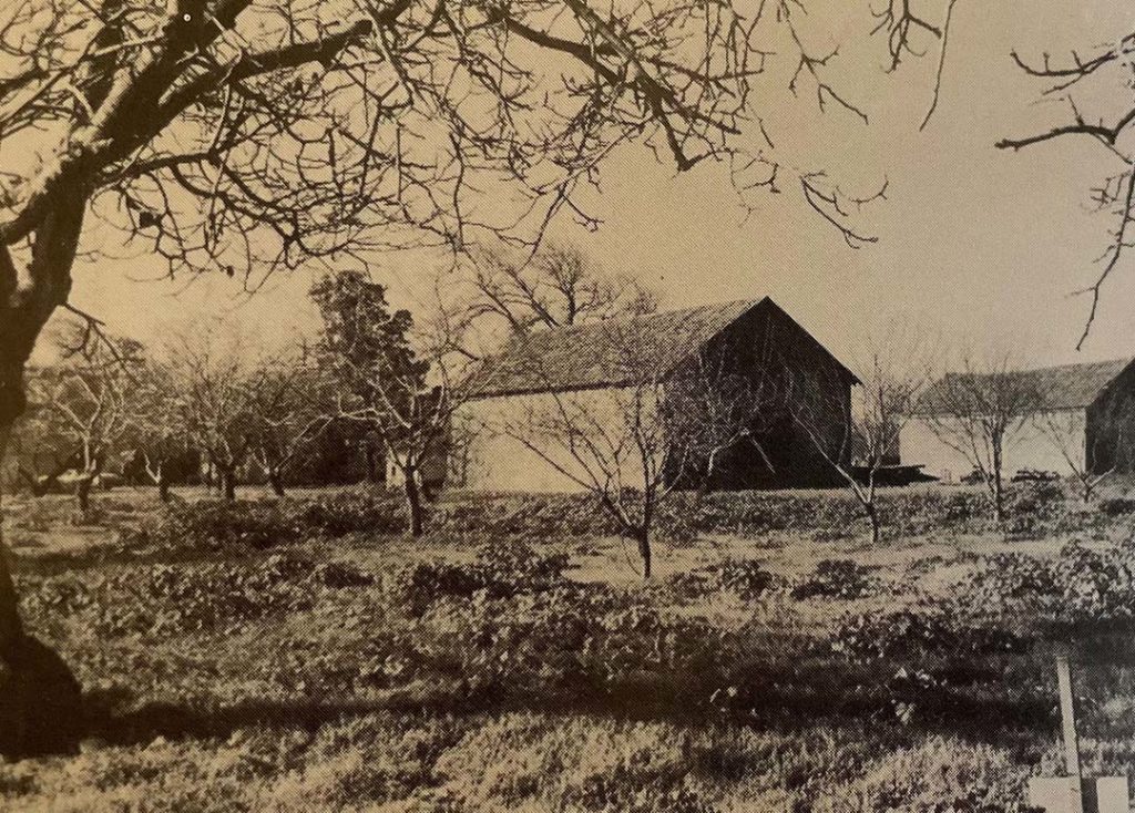 A vintage, black and white image of the first Zinc House Farm. The old farm building in the background, with trees and grass spanning the foreground. 