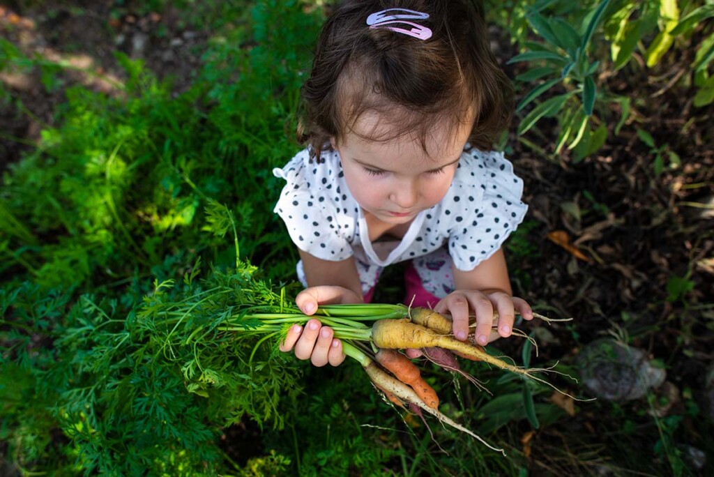A birds eye view of a young girl holding wild carrots. 
